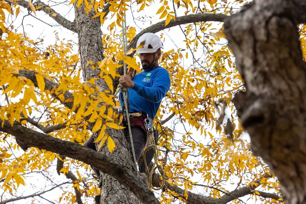 Skilled Tree Trimming crew working in Trent